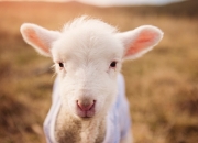 -双线制霸，鹈鹕掀翻麦迪逊，塔图姆于东决之夜加冕为王