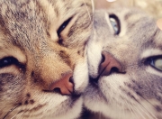 英雄联盟总决赛门票-欧文如风暴撕裂夜空，国王织金线窒息公牛