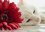 LOL赛事-一场没有录像的战争，深圳队火箭如何击穿欧冠级壁垒