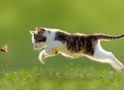 LOL赛事-足球世界的不可能定理，当伊拉克的骆驼刺穿喀麦隆的雄狮，阿坎吉在慕尼黑的禁区里建立秩序