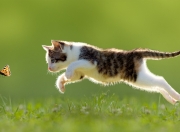 LOL赛事-足球世界的不可能定理，当伊拉克的骆驼刺穿喀麦隆的雄狮，阿坎吉在慕尼黑的禁区里建立秩序