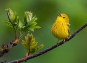 英雄联盟总决赛直播-决胜局的双重奏，尼克斯力克凯尔特人，拉梅洛抢七接管传奇