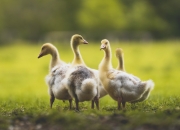 英雄联盟总决赛赛程-最漫长的14秒，当欧文的眼神穿过二十二年尘埃