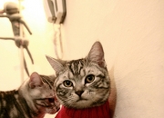 LOL决赛-39岁詹皇降维打击创史诗之夜，鹈鹕20分逆转暗藏NBA残酷法则