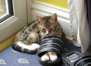 英雄联盟总决赛2025-奥本山奇迹夜，恩比德奥运前哨战狂揽42分，活塞掀翻东部巨头雄鹿