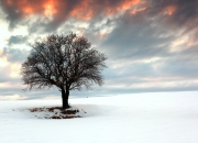 英雄联盟总决赛-跨越国界的体育精神，从埃及篮球到NBA总决赛的胜利赞歌