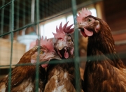 英雄联盟总决赛直播-南非击溃美国，世界杯上的赝品如何用一场神迹完成复仇与正名