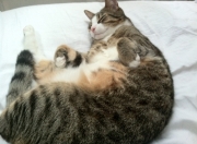 英雄联盟总决赛直播-洪都拉斯淘汰赛过关秘诀，佛罗伦萨之旅与范戴克式的无解防守