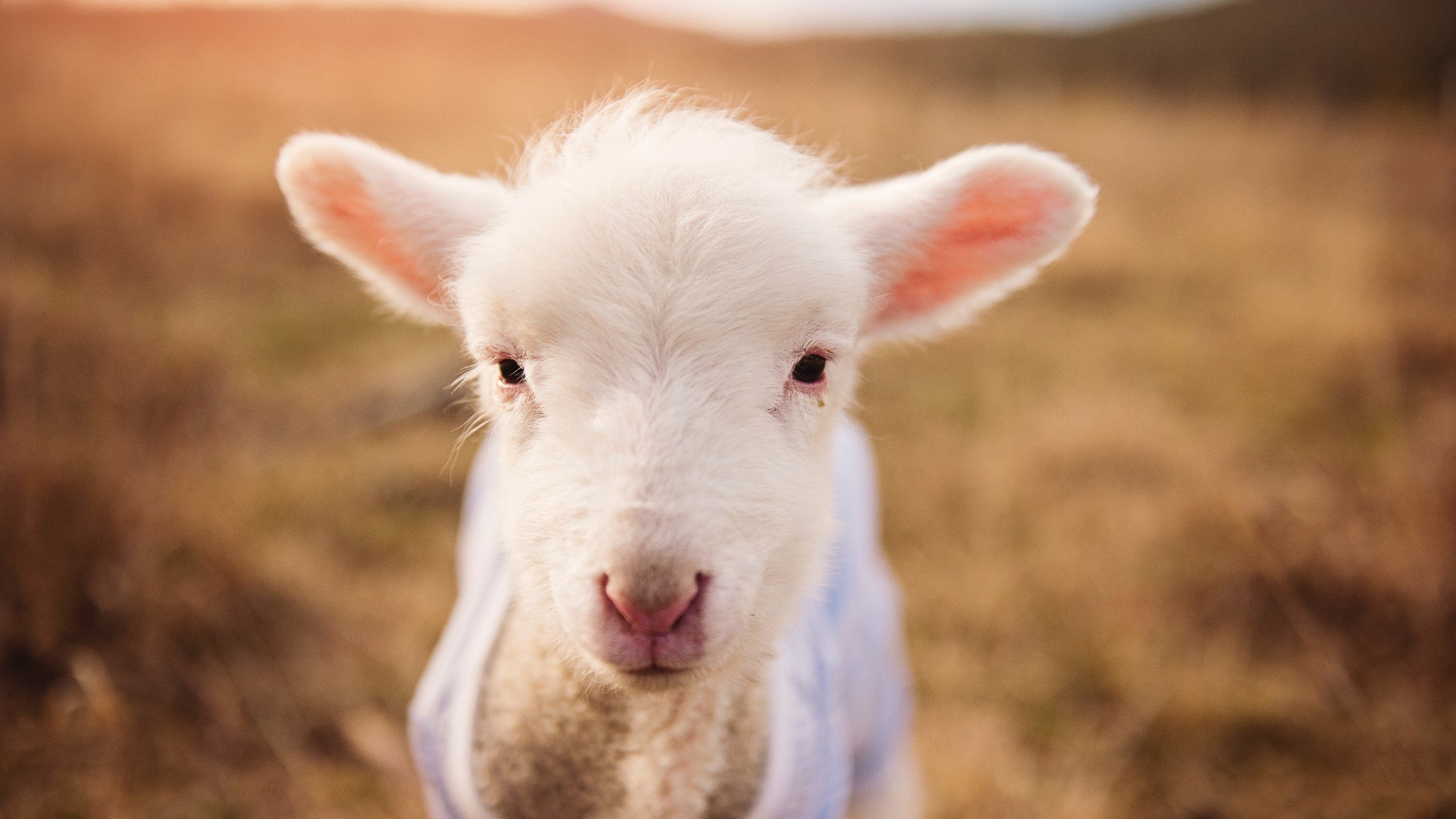 双线制霸,鹈鹕掀翻麦迪逊,塔图姆于东决之夜加冕为王