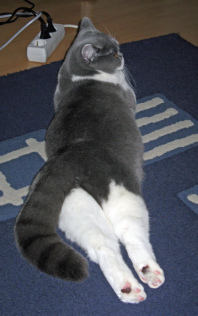 极寒北境的一把烈火,阿什拉夫何以在挪威的夜晚证明冠军成色