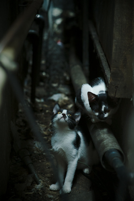 门神之光与战术风暴,库尔图瓦爆发与苏格兰单节拉开里昂的足球启示