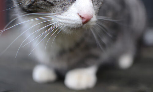 指挥家的乐章,巴尔韦德如何在对阵摩纳哥时以节奏掌控全局