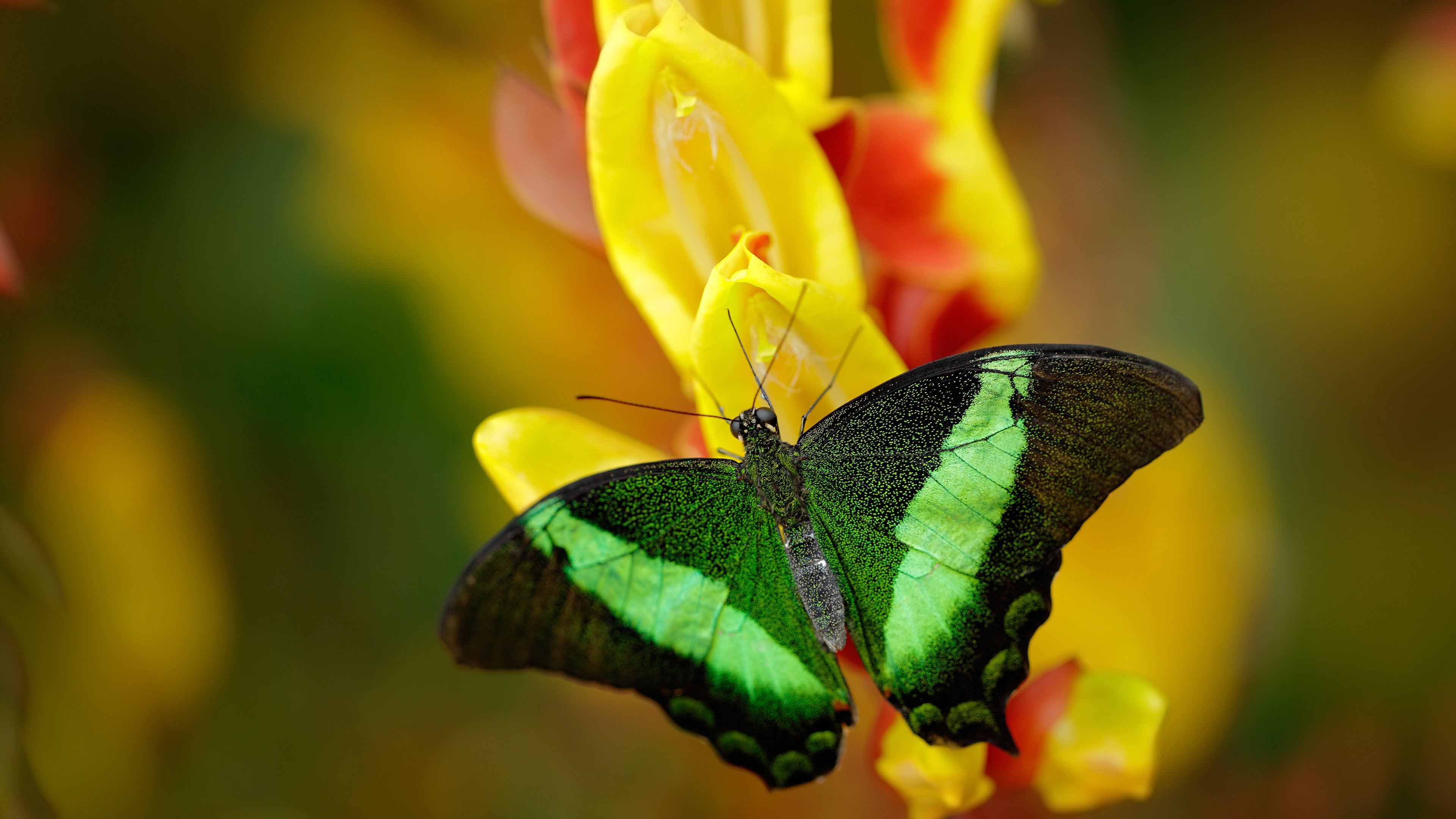 当意甲式激情注入NBA，鹈鹕史诗逆转开拓者的战术解码