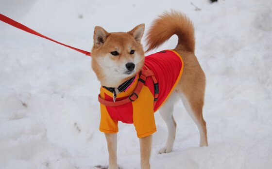 欧冠淘汰赛爆冷！雷恩主场完胜拉齐奥，法甲黑马闪耀欧洲