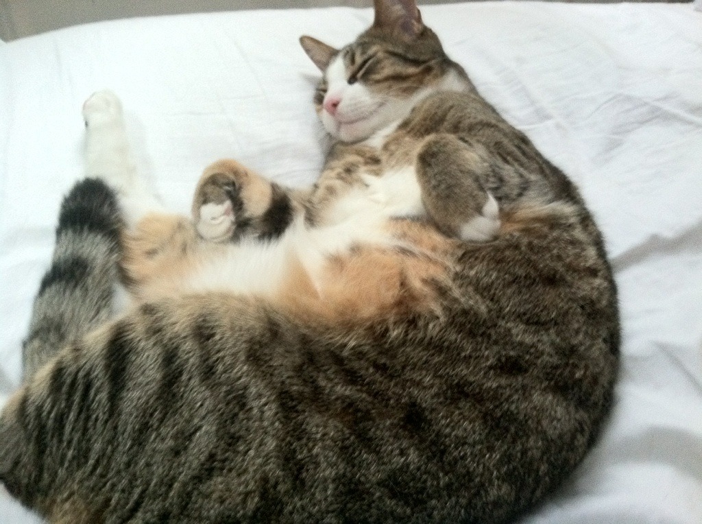 洪都拉斯淘汰赛过关秘诀,佛罗伦萨之旅与范戴克式的无解防守