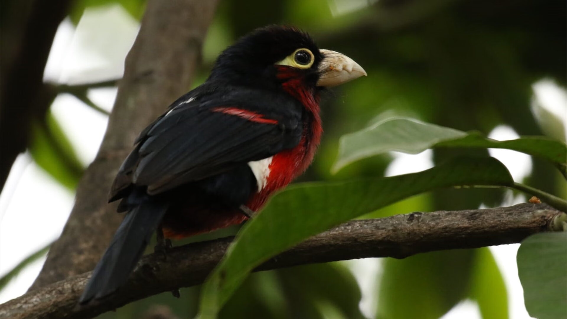时代交汇点,当虚拟快船拿下广东宏远,马克西为何成为关键先生