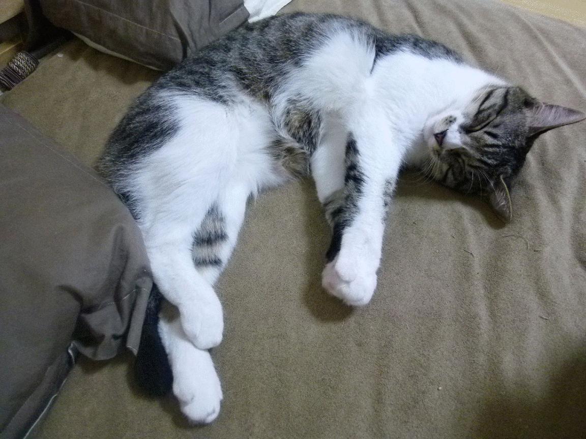 冰火交锋,芬兰中场机器戈麦斯如何撕碎卡塔尔的沙漠防线